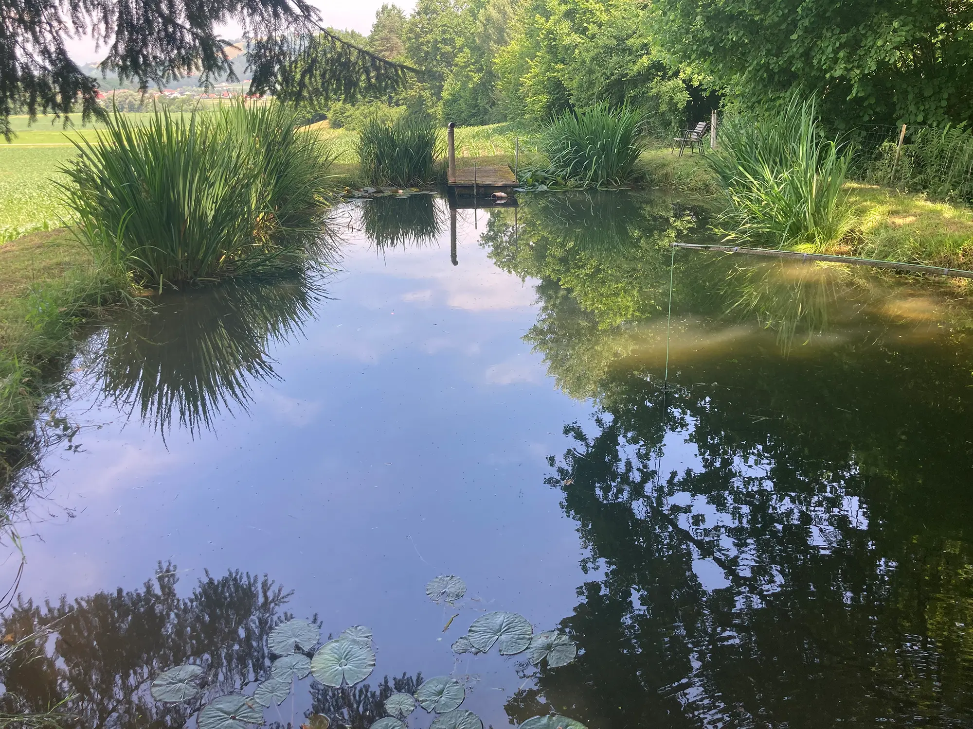Privater Schwimmteich in Großklein - Ein idyllischer Teich mit Wassersträuchern, umgeben von einem Wald auf der rechten Seite und einer Wiese auf der linken Seite.